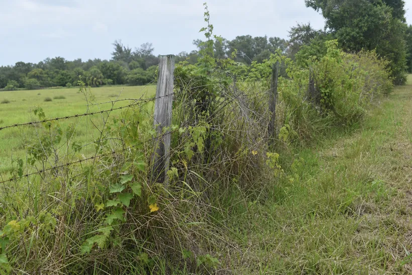 Barbed-wire fence line overgrown with brush and vines at the edge of a Florida pasture