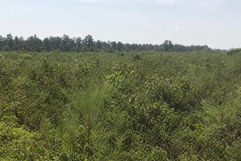 Florida field overgrown with dog fennel, bramble, and young oak saplings
