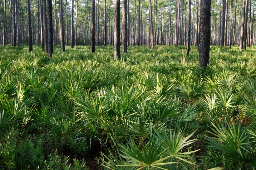 Longleaf pine forest with dense saw palmetto understory in north Florida