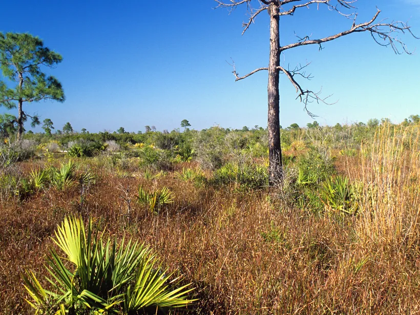 Open Florida scrub with wiregrass, saw palmetto, and scattered pines over sand