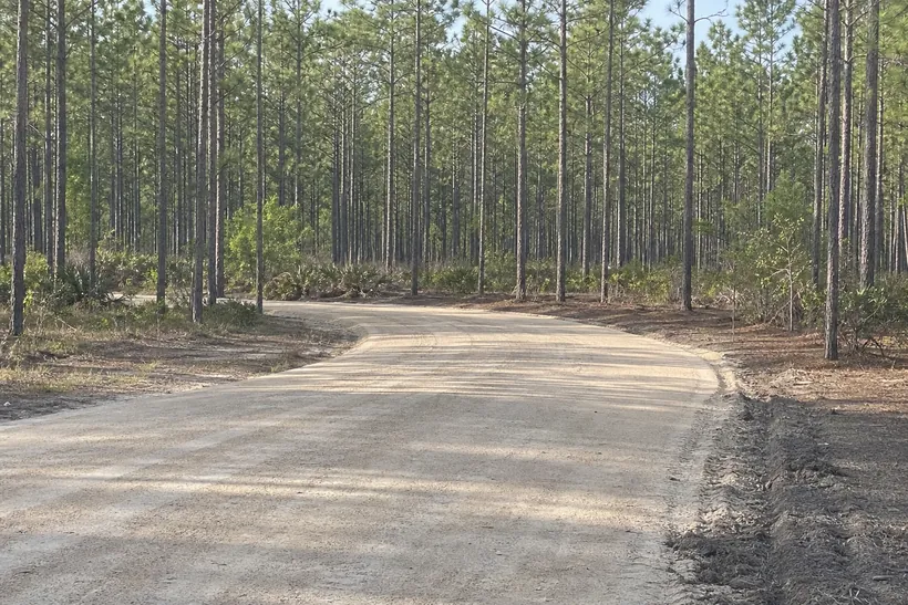 Graded sand and limerock driveway curving through pines on Florida acreage