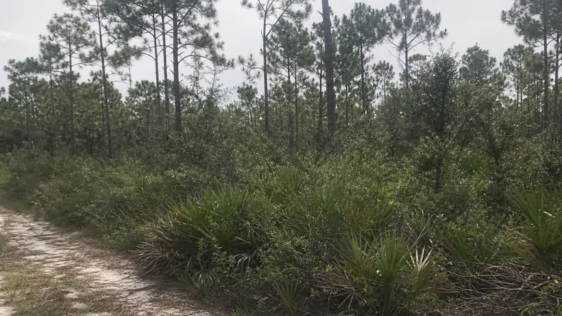 Overgrown lot in central Florida, saw palmetto and scrub oak under longleaf pines