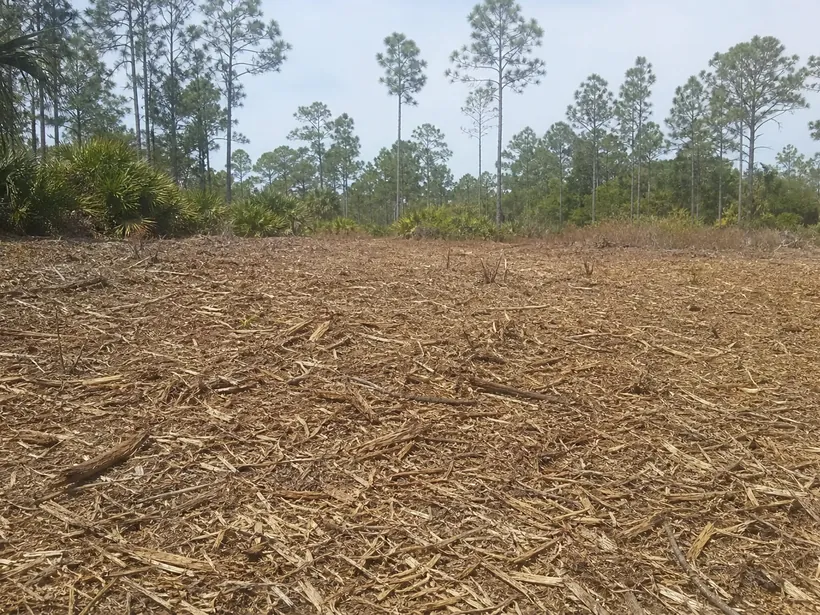 Wood-chip mulch layer on sandy soil with pines left standing