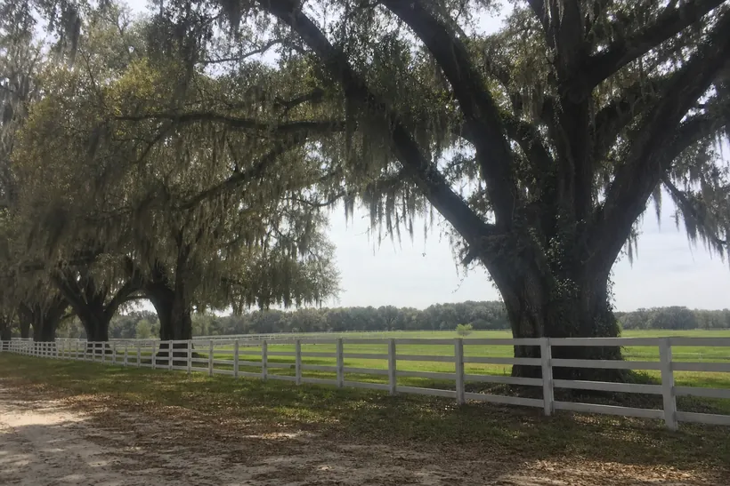 Live oaks with Spanish moss along a white board fence beside a Marion County horse pasture