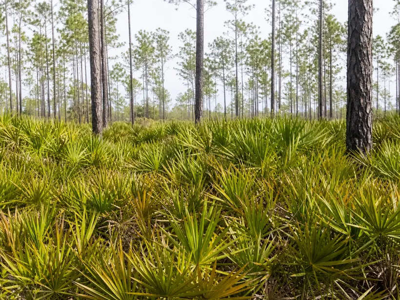 Waist-high saw palmetto thicket between longleaf pine trunks in Florida flatwoods
